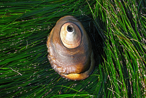 Cancer Cure Hope From Mollusk Blood